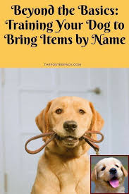 Dog Behavior Training Behavior Training Hundeverhaltenstraining Formation Au Comportement Des Chiens In 2020 Training Your Dog Easiest Dogs To Train Dog Behavior