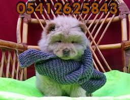 Cin Aslani Yavru Ilanlari Goruntuler Ile Chow Chow Aslan Kopek