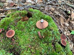 Image result for Lactarius mutabilis