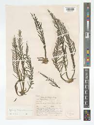 Image result for Hydrostachys lukungensis