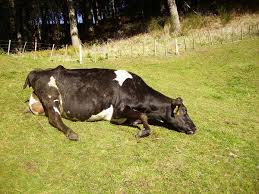 دانلود رایگان پاور پوینت تب هاي خونريزي دهنده ويروسي( CCHF)