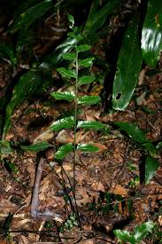 Image result for Asplenium christii