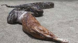 Video ketika ular bertelur dan beranak video clip. Terciduk Ular Ini Dipaksa Muntahkan Kucing Gemuk Yang Ia Telan