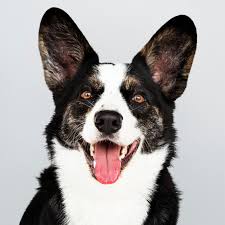 Sorry, there are no cardigan welsh corgi puppies for sale at this time. Free Psd Portrait Of A Happy Cardigan Welsh Corgi