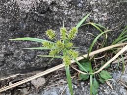 Image result for Cyperus cyperoides