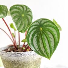 Image result for Peperomia molleri
