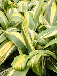 We did not find results for: Golden Stripe Hawaiian Ti Plant Cordyline Urban Tropicals