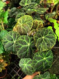 Image result for Begoniaceae