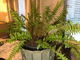 Maybe you would like to learn more about one of these? Boston Fern Dying Plantclinic