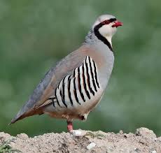 The Chukar Partridge Is A Eurasian Upland Game Bird Description From Pinterest Com I Searched For This On Bing Com Images Aves Hermosas Aves Codornices