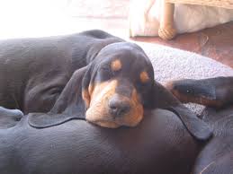 Black And Tan Hound Dog Black And Tan Coonhound Black And Tan Coonhound Dogs Photo And Wallpaper Beautiful Black And Coonhound Puppy Coonhound Large Dog Breeds
