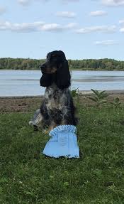 Black And Tan Cocker Spaniel Puppies For Sale In Nc English Cocker Spaniel Puppy Blue Roan And Tan My Sprout English Cocker Spaniel Puppies Cocker Spaniel Puppies Cocker Spaniel