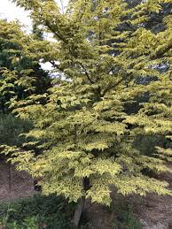 Image result for Cornus