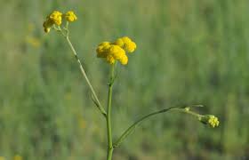 Image result for Nidorella welwitschii