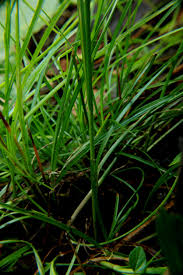 Image result for Cyperus dubius