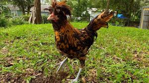 The golden polish chicken can be stored in the aviary. Golden Laced Polish Chicken And Baby Peacocks Youtube