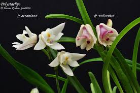 Image result for Polystachya ottoniana