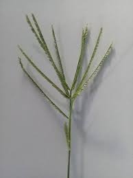 Goosegrass Paragis 10 Potential Health Benefits Use And General Information