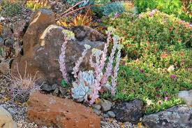 Image result for Landolphia villosa