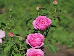 Spruce tree one rose small rose rose buds fourth of july bloom the incredibles plants plant. Historische Rose Louise Odier Schonste Rosen Expertenwissen