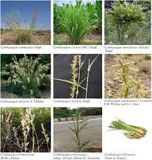 Image result for Cymbopogon pospischilii