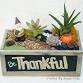 Plant Nite: Make a Succulent Terrarium event image