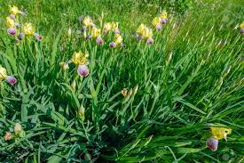 We did not find results for: Iris Deservedly Popular It Has Delicate Petals Slightly Fragrant Flowers With Spectacular Disheveled Petals In May And June And Fans Of Gray Green Leaves In The Shape Of A Sword Stock Photo Picture
