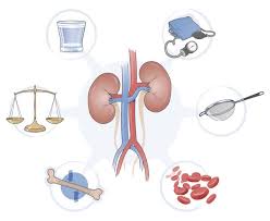 Image result for Renal Function