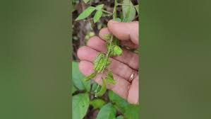 Image result for Pseudarthria