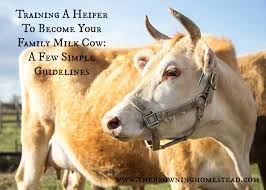 Training Tips For How To Train A Heifer For Milking Jersey Cow Milk Cow Raising Farm Animals