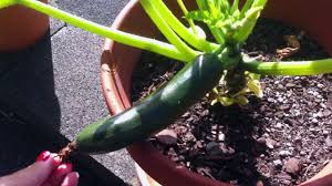 What size pot do iplant zucchini in. Can You Grow Zucchini In A Pot Youtube