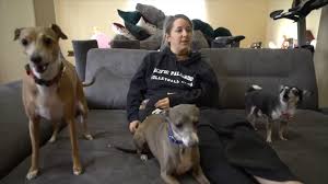 Marbles is drunk again, cermit is nasty and peach is the smartest dog on the planet. Pin On Greyhound Italiano