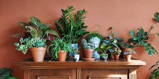 This article discusses 7 easy plants to grow indoors that will make you look like you're a professional botanist! 10 Easy To Grow Indoor Plants To Spruce Up Your Home Localiiz