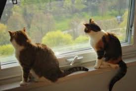 Because they are not cured for as long in cats can eat kalamata olives as long as you follow the general guidelines to only give your cat olives without pits, and then only in moderation. Can Cats Eat Olives And What Happens If They Do