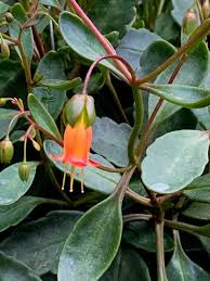Image result for Kalanchoe uniflora