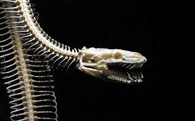 The Skeleton Of A Snake Natureismetal In 2020 Animal Skeletons Skull And Bones Snake
