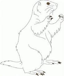 That was fresh prairie dog coloring pages to print. 7 Drawing Ideas Prairie Dog Drawings Dog Sketch