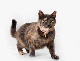 Tortoiseshell Cats Facts Lifespan And Pictures All About Cats
