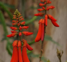 Image result for Erythrina abyssinica × lysistemon
