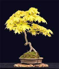 Like oriental food, they are. Sugar Maple Bonsai Nut