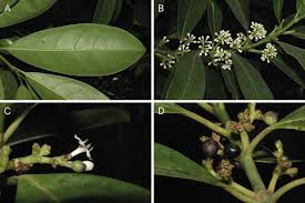 Image result for Craterispermum