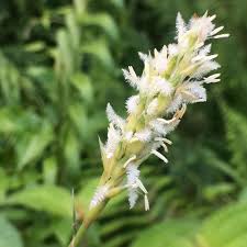 Image result for Ischaemum