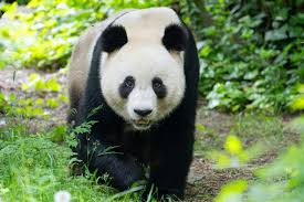 Image result for pandas