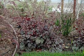 Image result for Heuchera `Palace Purple`