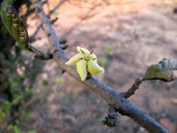 Image result for Catunaregam