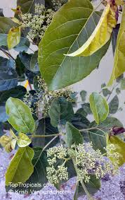 Image result for Premna serratifolia