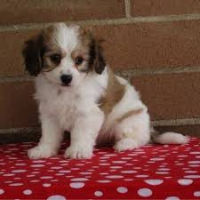 The cavachon can range in size anywhere from quality shichon, cavachon, akc golden retriever, goldendoodle, designer puppies for sale in pa pennsylvania breeders / kennel, pa. Cavachon Puppies For Sale Philadelphia Pa 236938