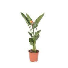 Bird Of Paradise Images 190mm Bird Of Paradise Strelitzia Reginae Bunnings Warehouse Birds Of Paradise Plant Plants Birds Of Paradise