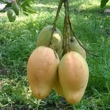 27 results for mango seeds. Mango Plant Archives Satvai Com