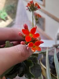 Image result for Kalanchoe crenata
